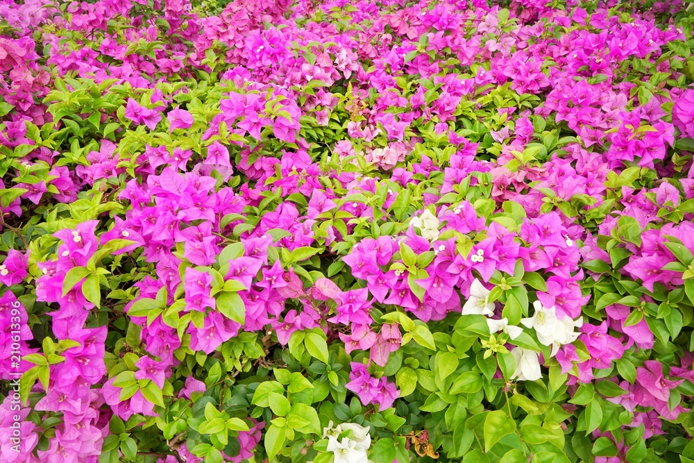 Pink flower on green natural background. blooming bougainvillea, bougainvillea flowers as a background. Flora wallpaper concept. 