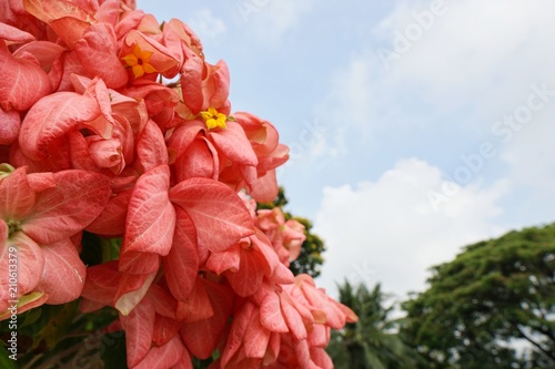 Red flowers on blurred branch and leaves background, Pink Dona Queen Sirikit Flower on blue sky background in the garden. mussaenda philippica flower. nature wallpaper concept. Empty.