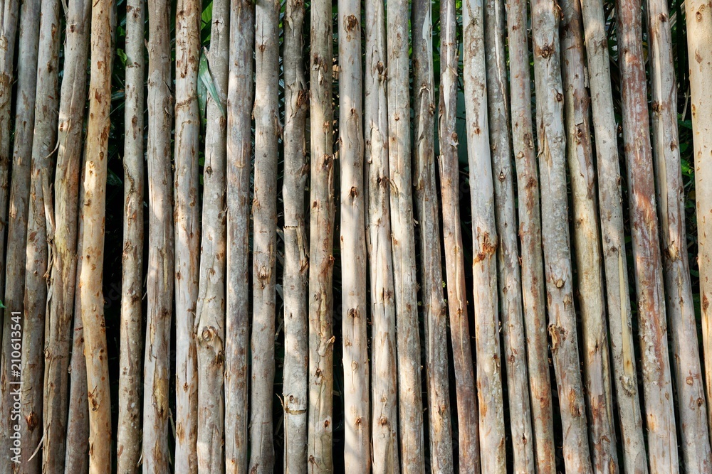 Bamboo wall, Dry bamboo fence as a background.Green ivy and sunlight on the bamboo wall.Space for text in template. Empty concept. Bamboo wall, Dry bamboo fence as a background.Green ivy and sunlight on the bamboo wall.Space for text in template. Empty concept.