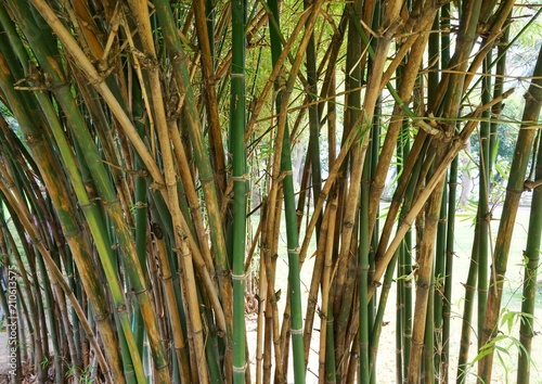 bamboo trunk background. abstract. Natural green wallpaper.