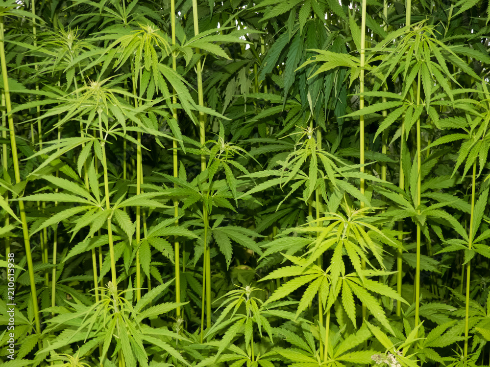 green canabis on marihuana field farm green canabis on marihuana field farm