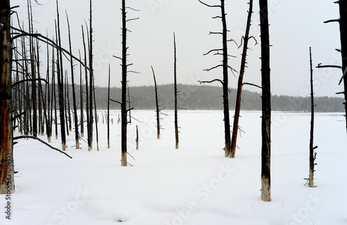 Burnt Trees Yellowstone Winter Snow