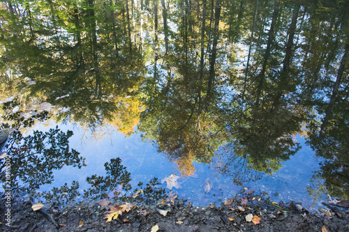 Autumn Reflection