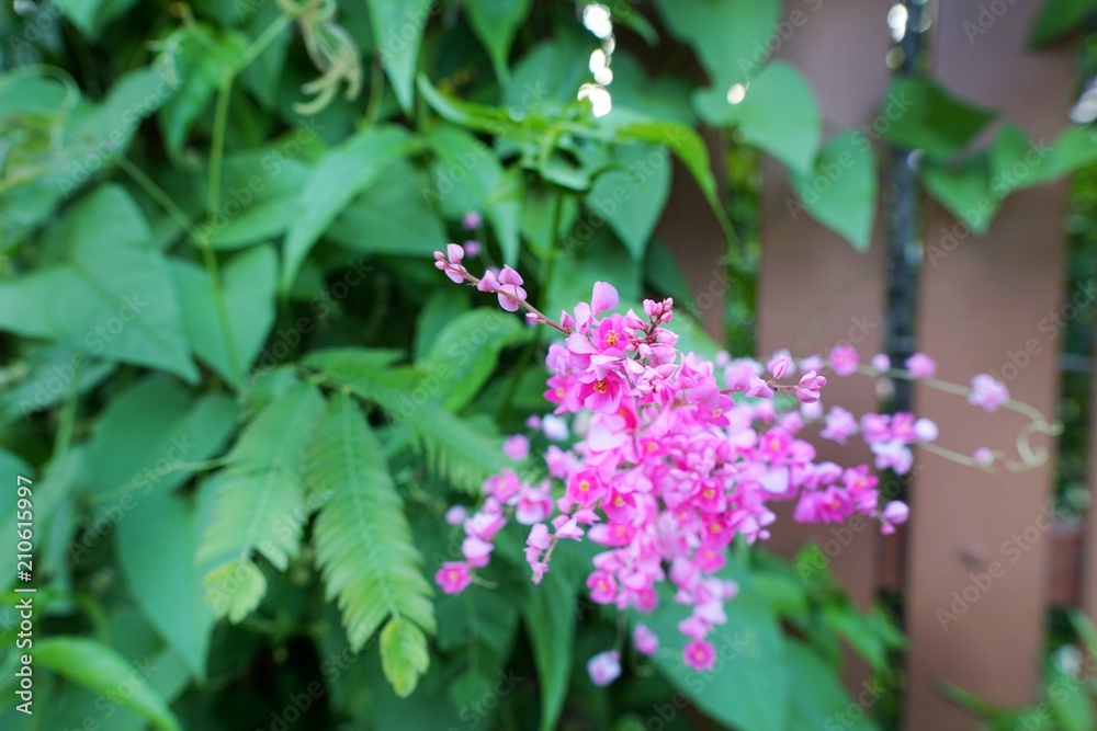Close up Pink flowers on blurred branch and leaves background,Aantigonon leptopus as a background in the garden. nature wallpaper concept. Empty. Too Soft. space for your text. Close up Pink flowers on blurred branch and leaves background,Aantigonon leptopus as a background in the garden. nature wallpaper concept. Empty. Too Soft. space for your text.