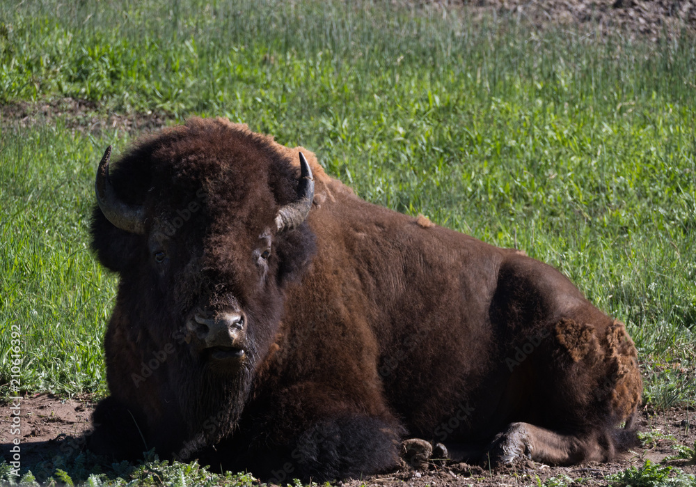 Male American Bison Laying in a Field Looking at the Camera