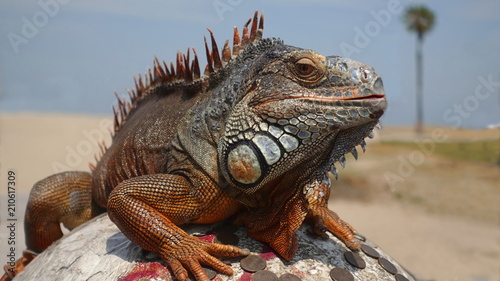 Photos Rust colored green iguana on beach