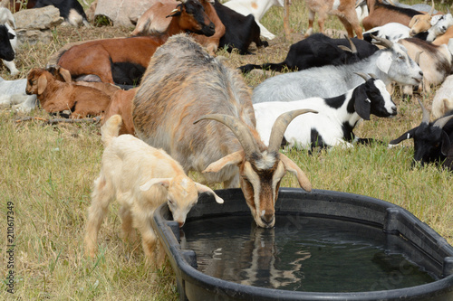 Mother nanny goat with baby kid goat drinking water together from large plastic tough tub with herd resting on hot summer day in background