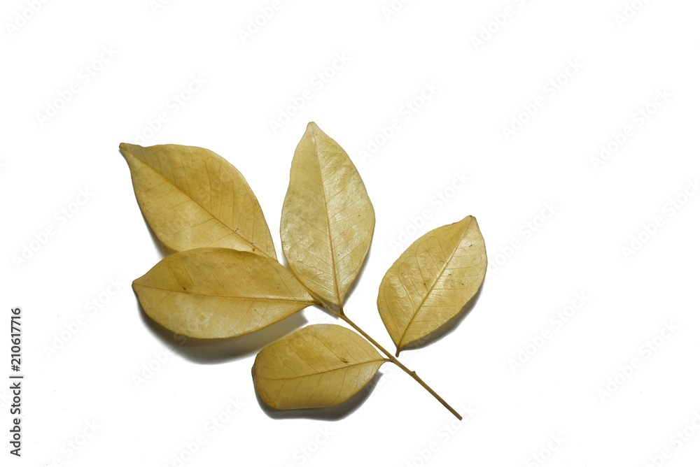Dry leaves isolated on white background. Golden, autumn leaf, Space for text in template. (Orange Jessamine, Satin-wood, Cosmetic Bark Tree)