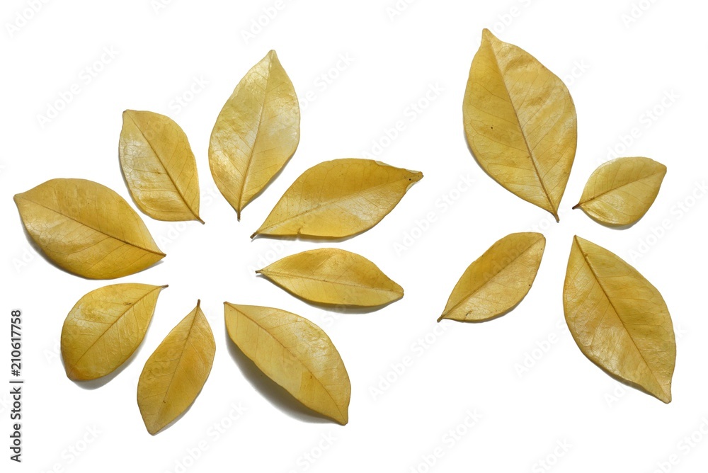 Dry leaves isolated on white background. Golden, autumn leaf, Space for text in template. (Orange Jessamine, Satin-wood, Cosmetic Bark Tree)