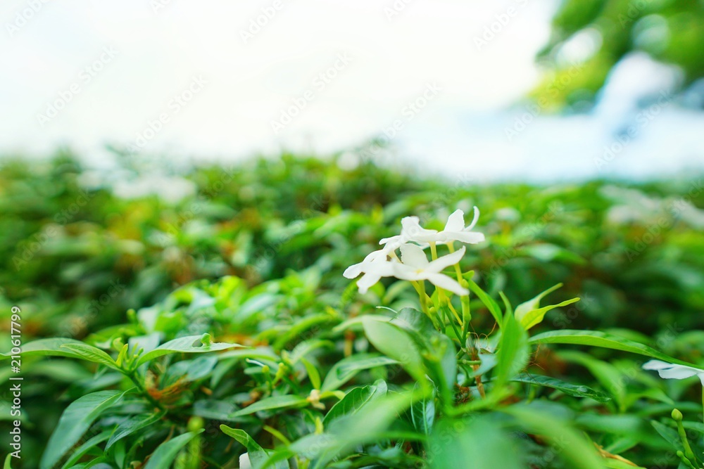 Soft Focus of flowers on blurred branch and leave background (Cape Jasmine, Cape Gardenia), Space for text in template. Bokeh, Natural green background. Ecological Concept.