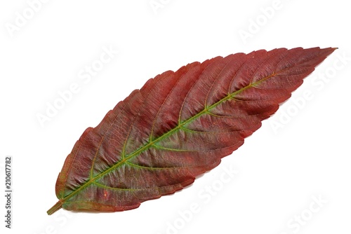 Red leaves isolated on white background. Top view one leea rubra leaf ,Space for text in template.  photo