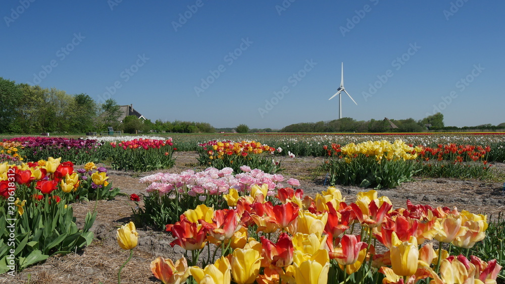 Coltivazione dei tulipani in Olanda