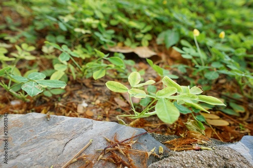 Soft Focus of green leaves with sunlight as a background.(pinto peanut, forrajero perenne, amendoim forrageiro, kacang pinto, thua lisong tao), Natural green background. Ecological Concept, Top view. photo