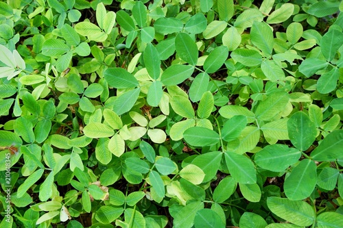 Soft Focus of green leaves as a background.(pinto peanut, forrajero perenne, amendoim forrageiro, kacang pinto, thua lisong tao), Natural green background. Ecological Concept, Top view. photo