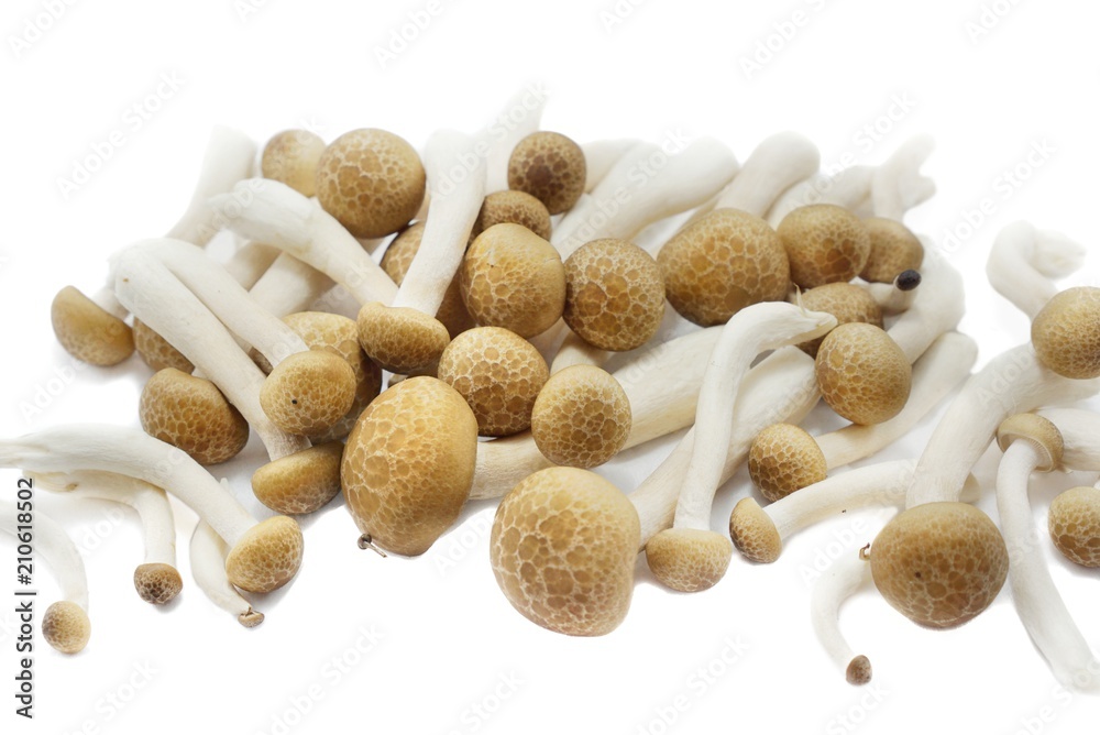Top view of fresh beech mushroom or Buna shimeji isolated on white background. (Hypsizygus marmoreus (Peck) Bigelow, Hon shimeji, white clamshell mushroom, edible) Top view of fresh beech mushroom or Buna shimeji isolated on white background. (Hypsizygus marmoreus (Peck) Bigelow, Hon shimeji, white clamshell mushroom, edible)
