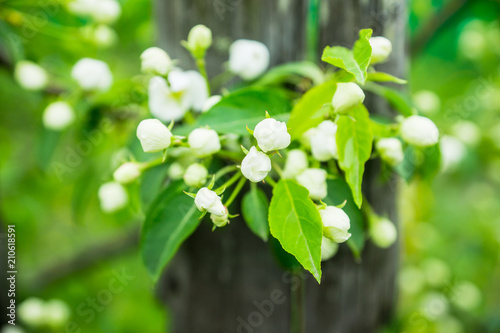 Blooming apple tree in the garden. Selective focus.