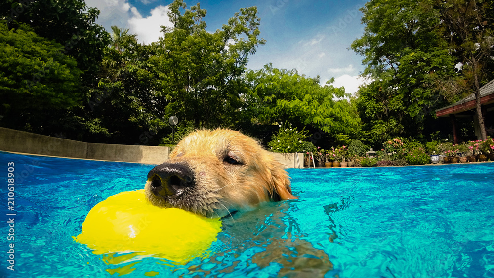 Golden Retriever Puppy (Dog) Exercises in Swimming Pool Stock Photo ...