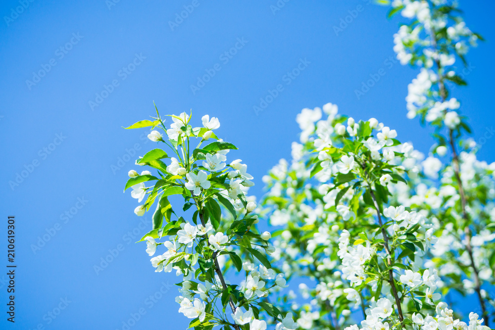 Blooming apple tree in the garden. Selective focus. Blooming apple tree in the garden. Selective focus.
