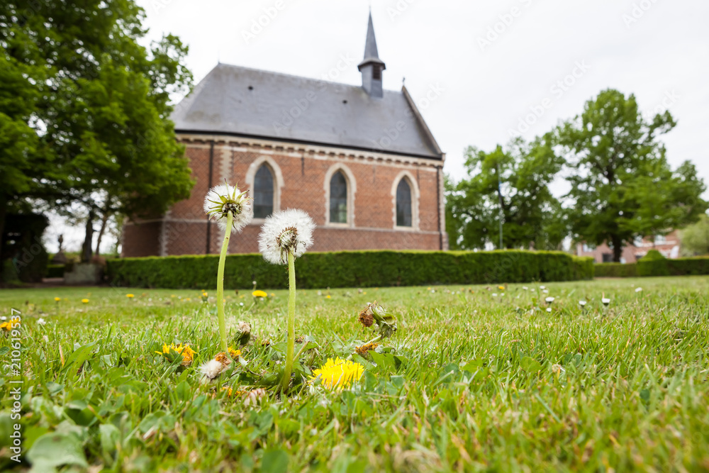 dandelion with church