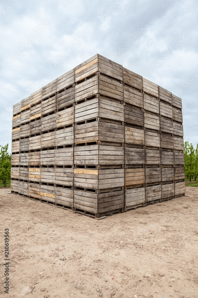 Blossoms of fruit trees with stacked wooden bins Blossoms of fruit trees with stacked wooden bins