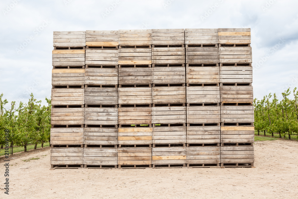 Blossoms of fruit trees with stacked wooden bins