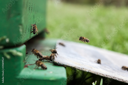 An bee box © denboma