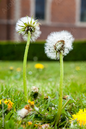 Fototapeta Naklejka Na Ścianę i Meble -  dandelion with church