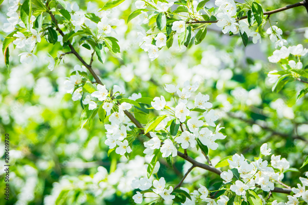 Blooming apple tree in the garden. Selective focus.