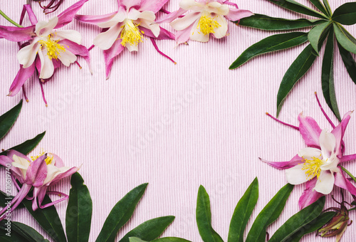 Fototapeta Naklejka Na Ścianę i Meble -  Floral summer pink background. Frame of aquilegia flowers and green leaves