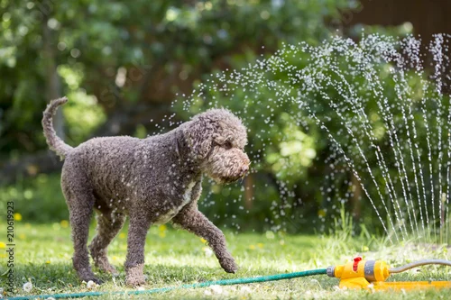Fototapeta Brown dog playing with a water sprinkler outdoors. Hot summer day.