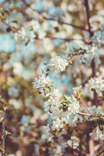 Blooming apple tree in the garden. Selective focus.