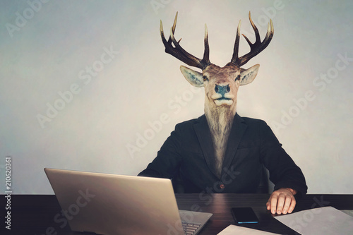 Konstfotografi head deer's head