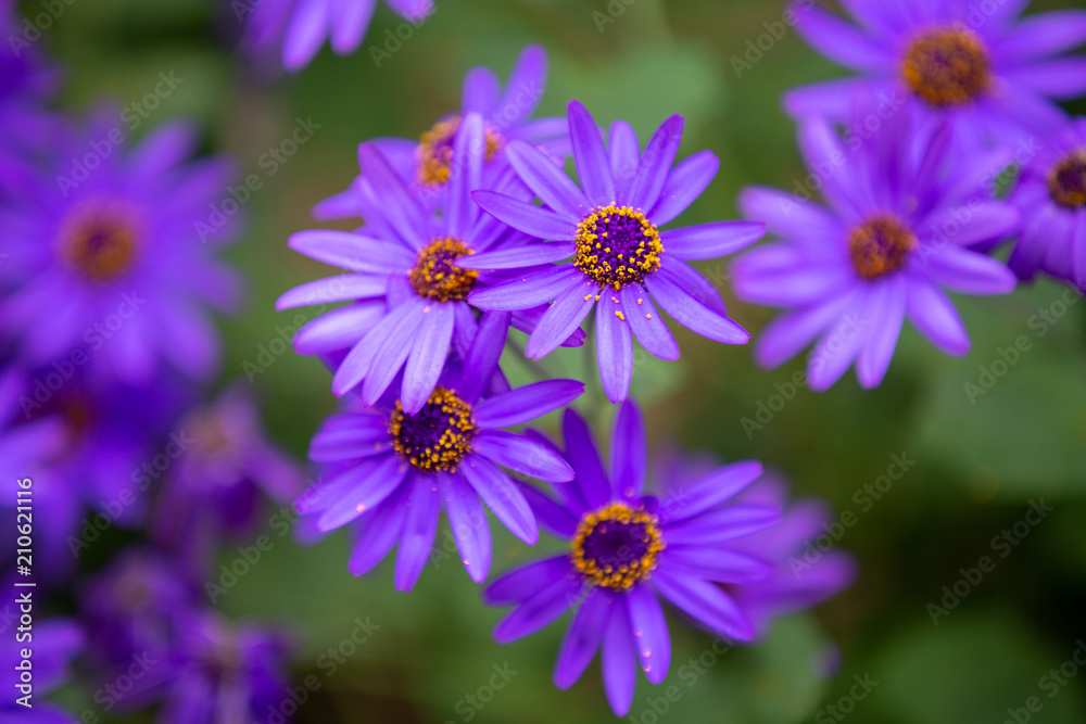 Obraz premium Close up of the violets flowers.
