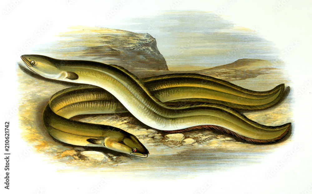 Fototapeta premium Illustration of fish. eel