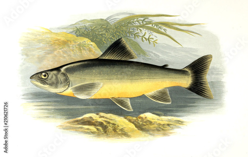 Illustration of fish. loch, killing, charr photo