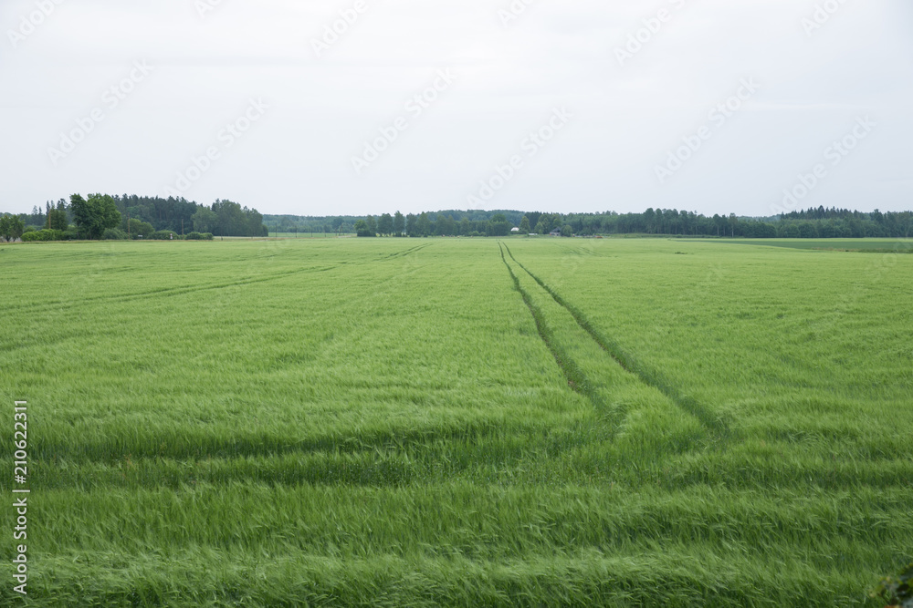 Green meadow and wood.  Trees and rye.