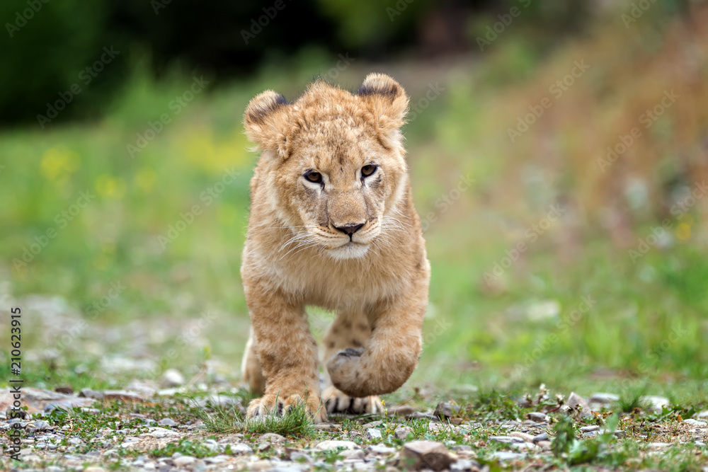 Fototapeta premium Młode lwiątko na wolności