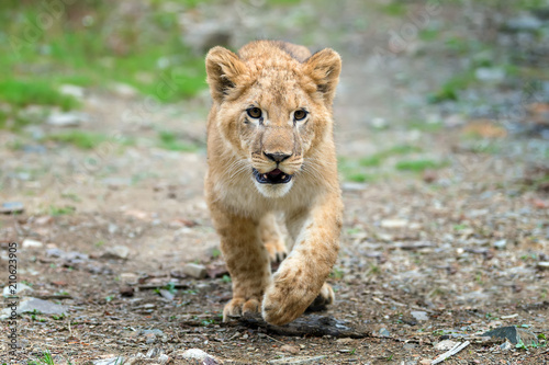 Young lion cub in the wild