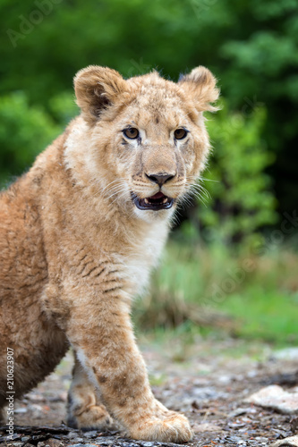 Fototapeta Naklejka Na Ścianę i Meble -  Young lion cub in the wild