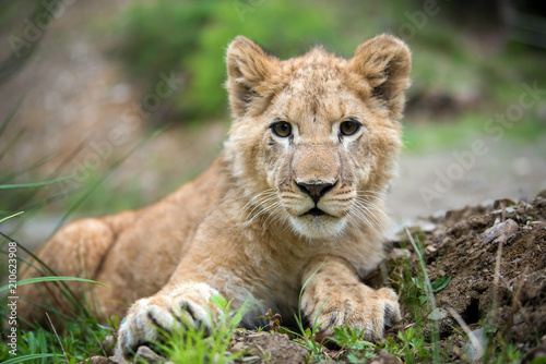 Fototapeta Naklejka Na Ścianę i Meble -  Young lion cub in the wild