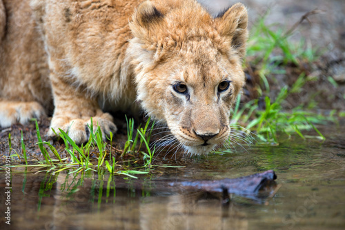Fototapeta Naklejka Na Ścianę i Meble -  Young lion cub drink water