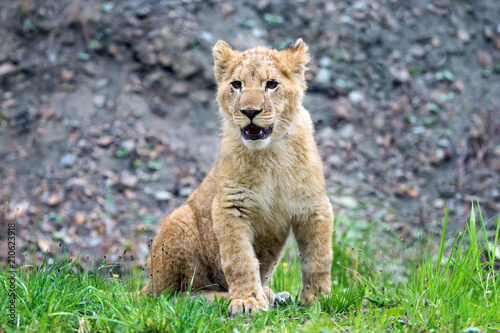 Fototapeta Naklejka Na Ścianę i Meble -  Young lion cub in the wild
