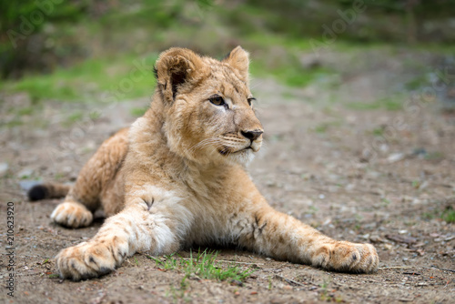 Fototapeta Naklejka Na Ścianę i Meble -  Young lion cub in the wild