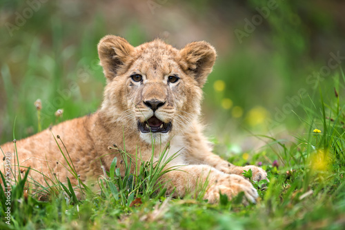 Fototapeta Naklejka Na Ścianę i Meble -  Young lion cub in the wild