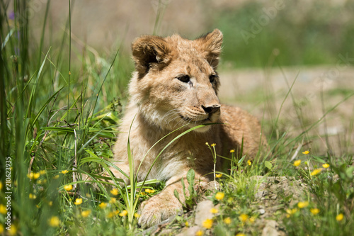 Fototapeta Naklejka Na Ścianę i Meble -  Young lion cub in the wild