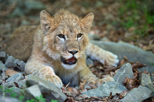 Young lion cub in the wild