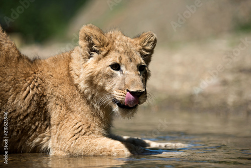 Young lion cub drink water