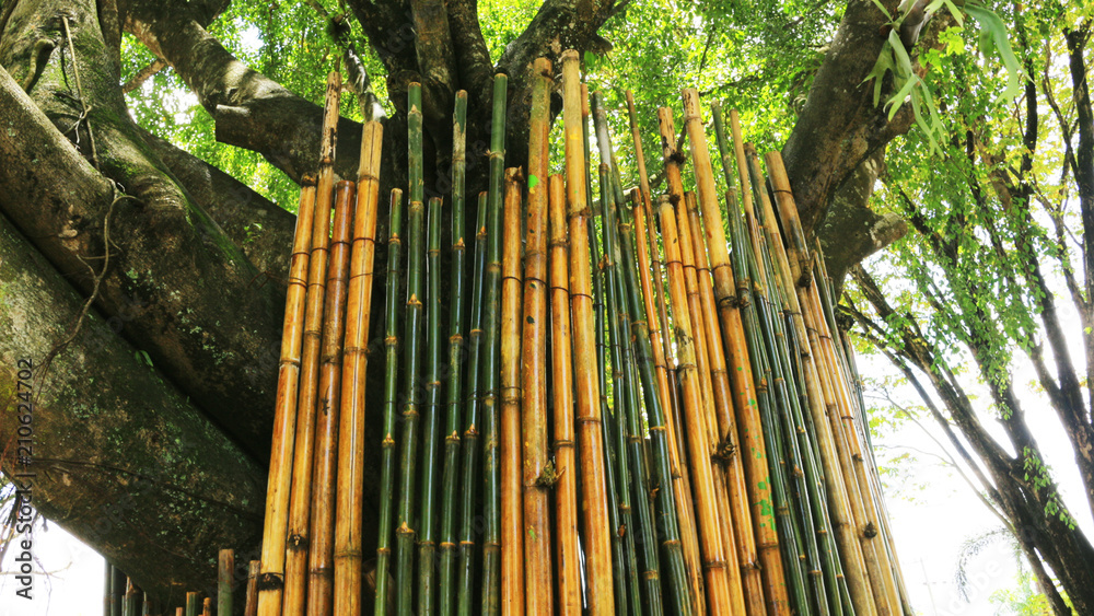 Obraz premium Bamboo In The Park