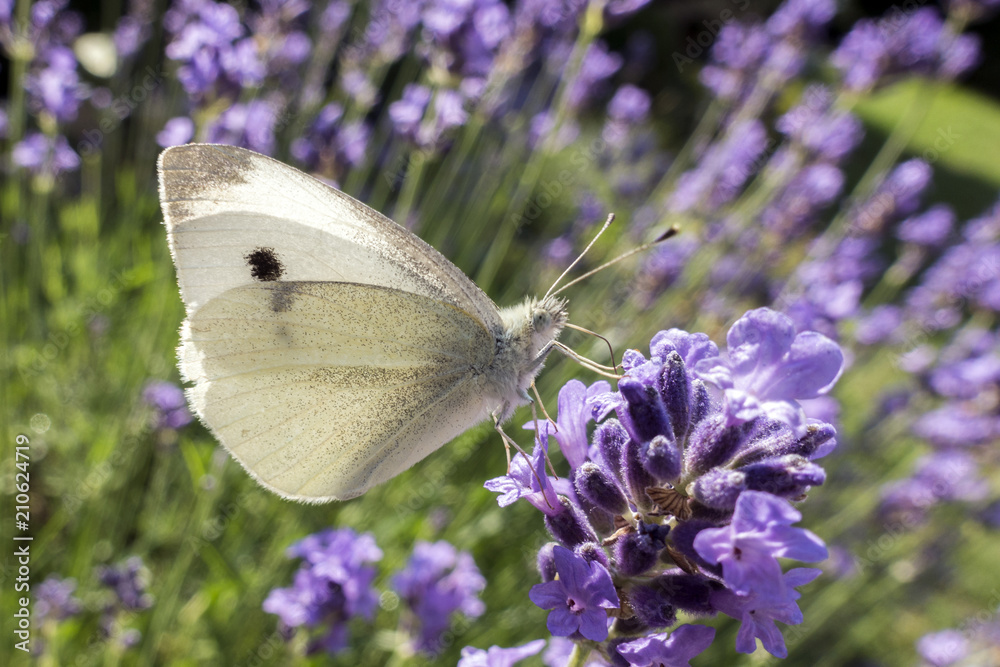 Naklejka premium Folded wings of Large white butterfly, Pieris brassicae, contrasting with the violet levander and violet background