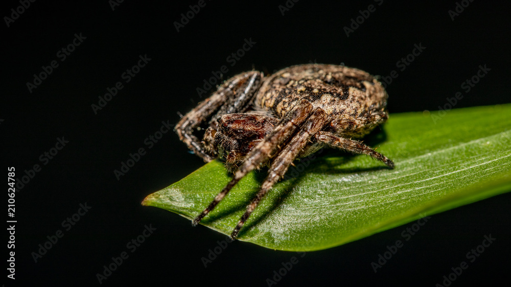 Spinne auf einem Blatt Spinne auf einem Blatt
